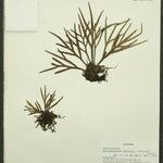 Pleopeltis desvauxii List