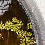 Salvinia natans Leaf