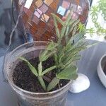 Hatiora rosea Листок