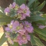 Matthiola incana Flor