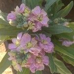 Matthiola incana फूल