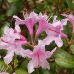 Rhododendron chapmanii