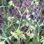 Valerianella eriocarpa Flor