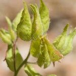 Cistus inflatus Fruit