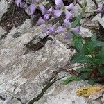 Hesperis laciniata Fiore