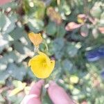 Oenothera parvifloraFlower