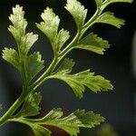 Asplenium cuneifolium Blatt