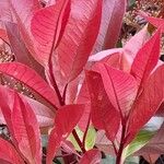 Photinia fraseri Fulla