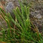 Lycopodium alpinum Blad