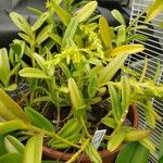 Epidendrum rigidum Elinympäristö