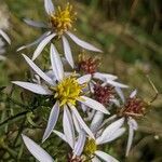 Galatella sedifolia Flor