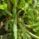Hieracium berardianum Likasa