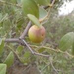 Ziziphus lotus Fruto