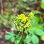 Cymopterus lemmonii फूल