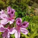 Pelargonium quercifolium