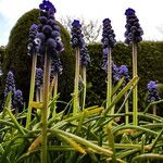 Muscari botryoides Hábito