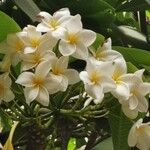 Plumeria rubraFloare