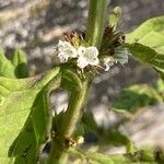 Lycopus europaeus Voninkazo
