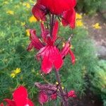 Lobelia cardinalisFlower