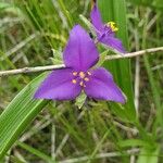Tradescantia occidentalis Flower