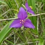 Tradescantia occidentalis 花