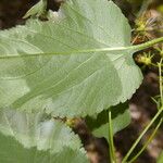 Bidens reptans Levél