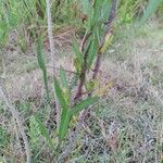 Ipomoea sagittata Fuelha