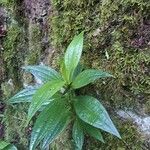 Ixanthus viscosus Hoja