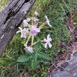 Saponaria officinalisFloare