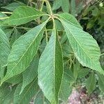 Aesculus glabra List