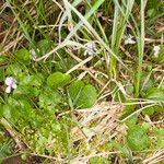 Viola palustris Habit