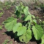 Abutilon pannosum Folha