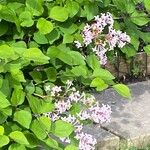 Syringa pubescens Blomma