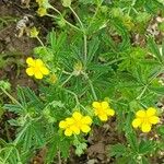 Potentilla argenteaফুল