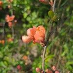 Chaenomeles japonicaFlower