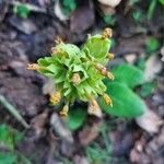 Primula verisBlüte