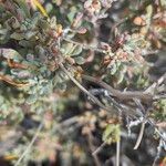 Eriogonum fasciculatum Ліст