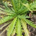 Sonchus canariensis Blatt