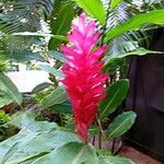 Alpinia purpurata Flower