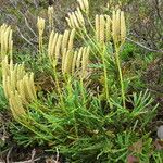 Lycopodium × zeilleri Elinympäristö