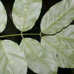 Lonchocarpus oliganthus