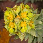 Euphorbia pithyusa Flower