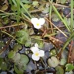 Hydrocharis morsus-ranae Flower