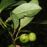 Ocotea floribunda Plod