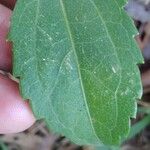 Ageratina riparia Folha