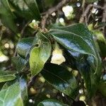Diospyros whyteana Hoja