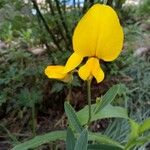 Crotalaria juncea Kwiat