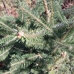 Picea abiesЛисток