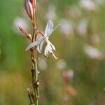 Asphodelus fistulosus 花