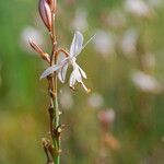 Asphodelus fistulosus Flor